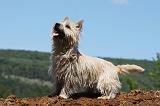 CAIRN TERRIER 480